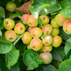 5038838003851 1 Malus Butterball 12l.jpg